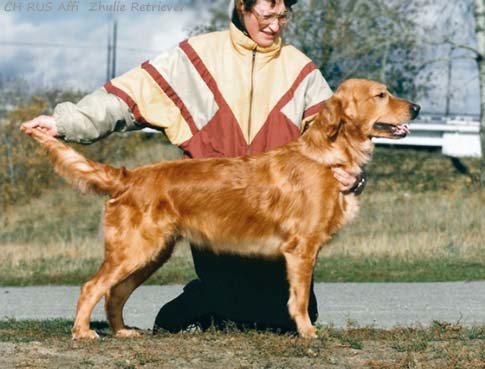 Affi  Zhulie Retriever
