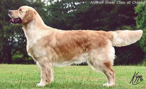 Alibren Shear Class at Chlodyl
