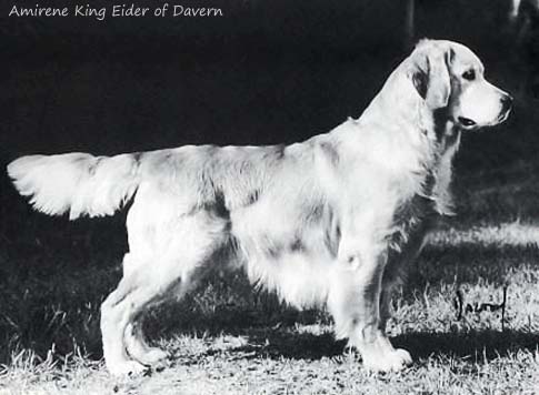 Amirene King Eider of Davern