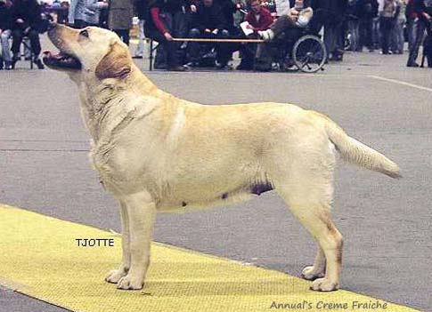 Лабрадор Annual's Creme Fraiche