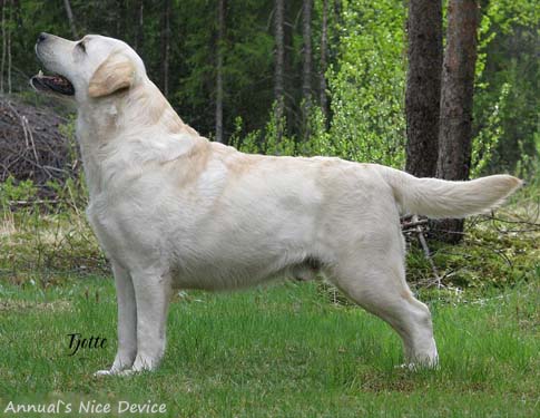 Лабрадор Annual's Nice Device