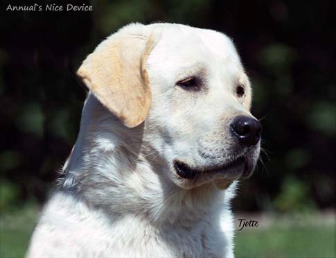 Лабрадор Annual's Nice Device