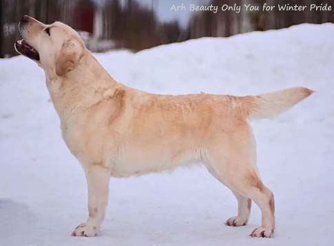 Лабрадор Arh Beauty Only You for Winter Pride