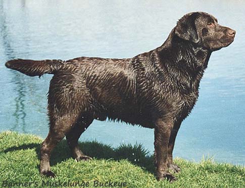 Лабрадор Banner's Muskelunge Buckeye