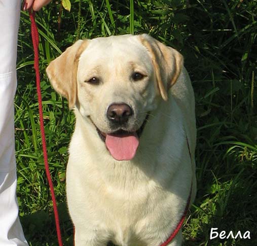 Лабрадор фото