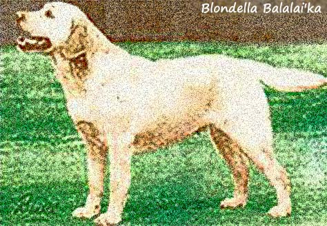 Blondella Balalai'ka