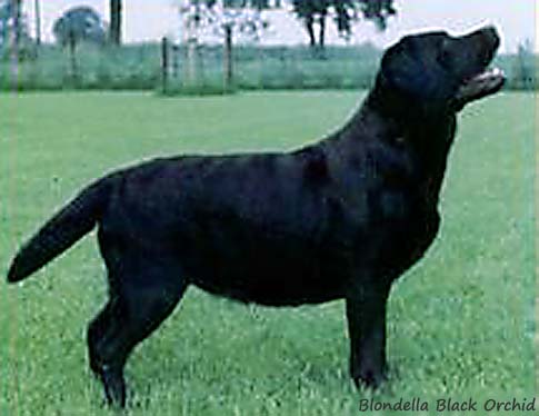 Blondella Black Orchid