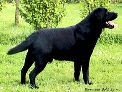 Blondella Bold Spirit 