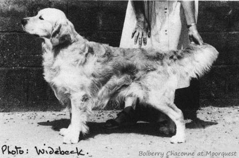 Bolberry Chaconne at Moorquest