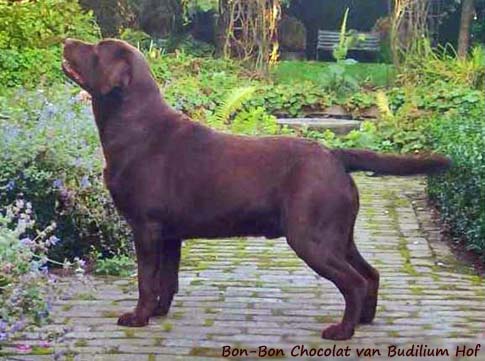 Лабрадор Bon-Bon Chocolat van Budilium Hof