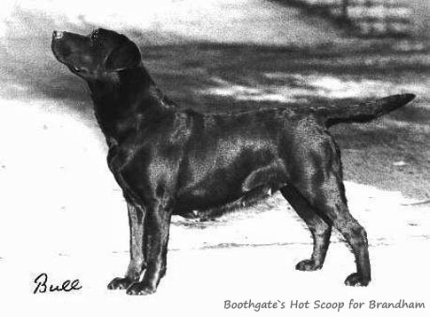 Лабрадор Boothgates Hot Scoop for Brandham