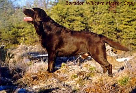Borador Willcare Master Copy