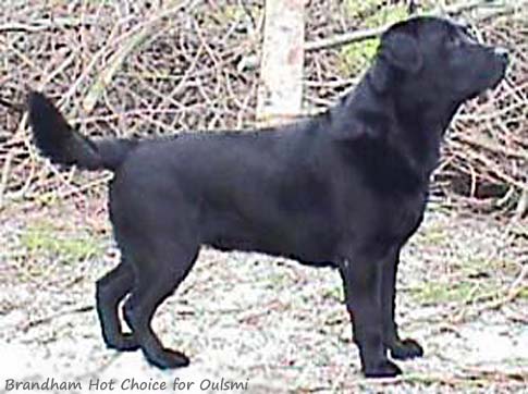 Лабрадор Brandham Hot Choice for Oulsmi