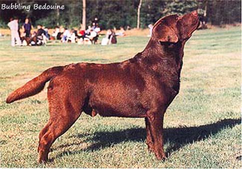 Лабрадор Bubbling Bedouine