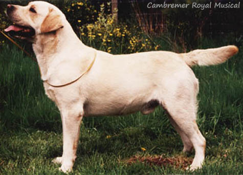Лабрадор Cambremer Royal Musician
