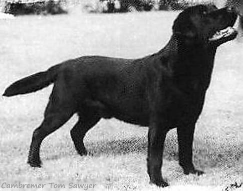 Лабрадор Cambremer Tom Sawyer