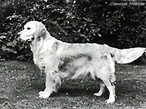 Camrose Matilda