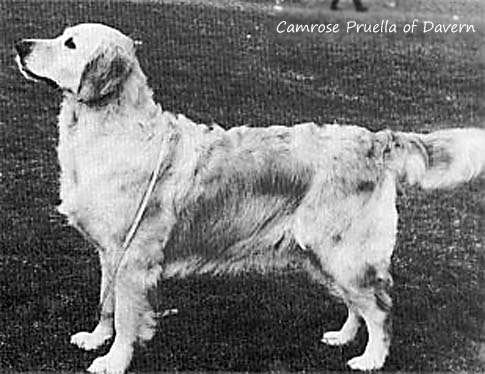 Camrose Pruella of Davern