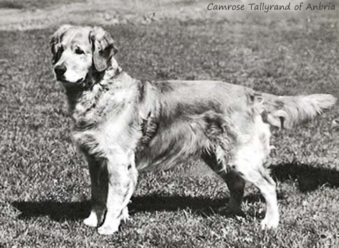 Camrose Tallyrand of Anbria