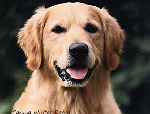 Canina Winter Berry