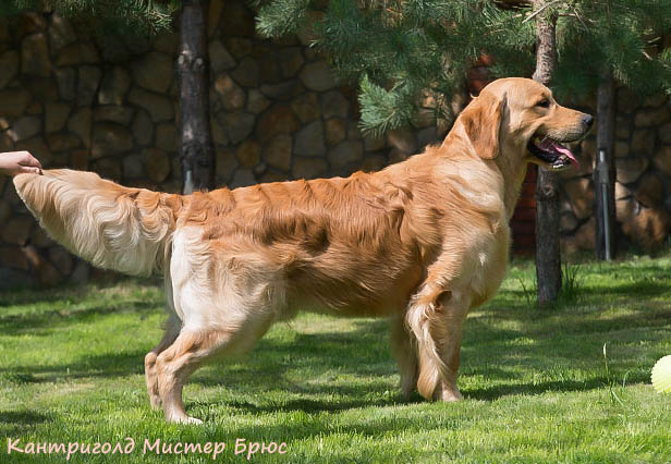 Cantrygold Mister Brus