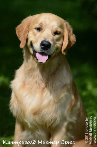 Cantrygold Mister Brus