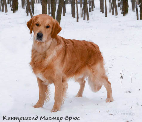 Cantrygold Mister Brus