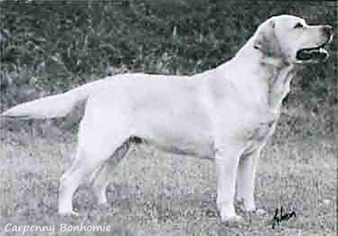 Лабрадор Carpenny Bonhomie