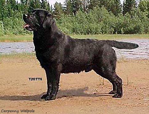 Лабрадор Carpenny Walpole