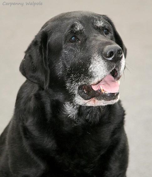 Лабрадор Carpenny Walpole
