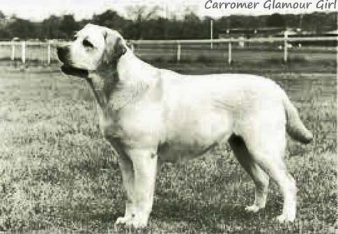 Лабрадор Carromer`s Glamour Girl