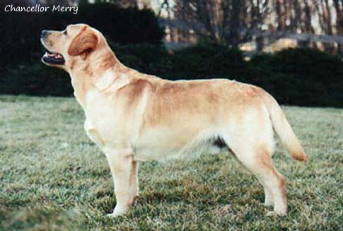 Лабрадор Chancellor Merry