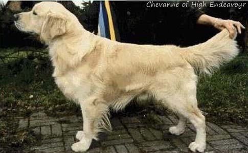 Chevanne of High Endeavour