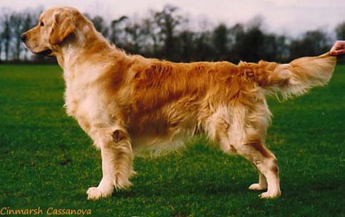 Cinmarsh Cassanova