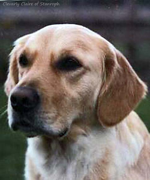 Clevarly Claire of Stanroph