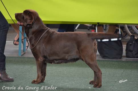 Лабрадор Creole du Gourg d'Enfer