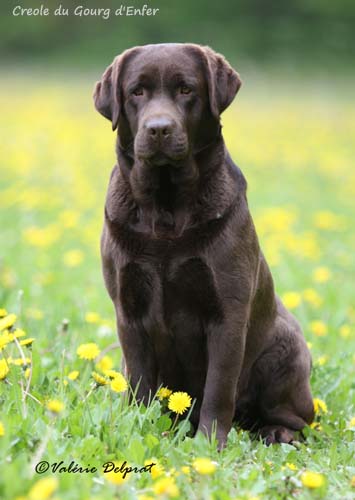 Лабрадор Creole du Gourg d'Enfer