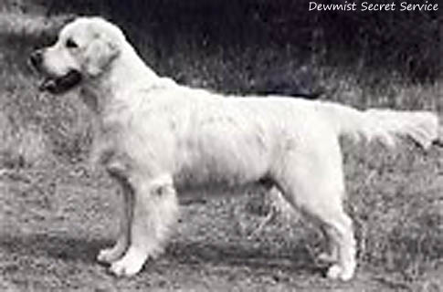Dewmist Secret Service 