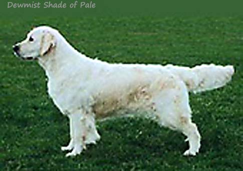Dewmist Shade Of Pale