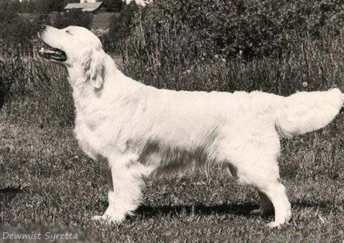 Dewmist Syretta