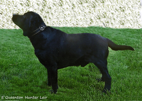 Лабрадор E`Queenton Hunter Leir