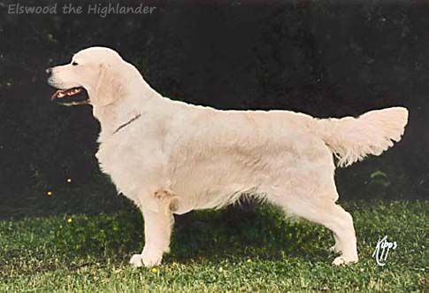 Elswood The Highlander