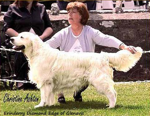 Erinderry Diamond Edge Of Glenavis
