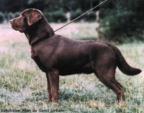 Лабрадор Exhibition Man de Saint Urbain