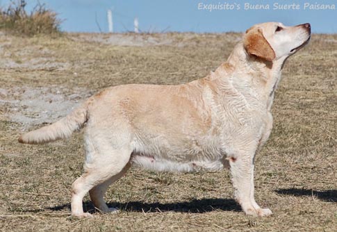 Лабрадор Exquisito`s Buena Suerte Paisana
