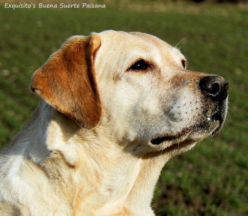 Лабрадор Exquisito`s Buena Suerte Paisana