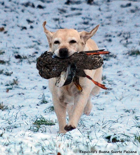 Лабрадор Exquisito`s Buena Suerte Paisana