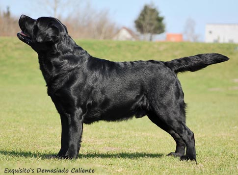 Лабрадор Exquisito`s Demasiado Caliente