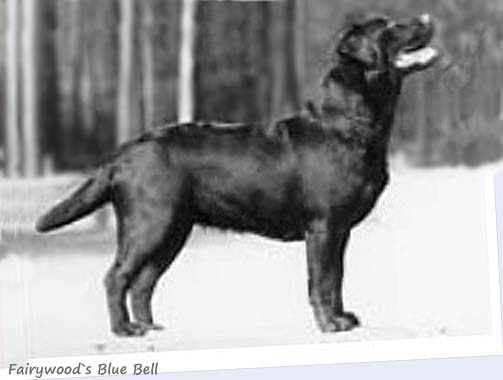 Лабрадор Fairywood's Blue Bell