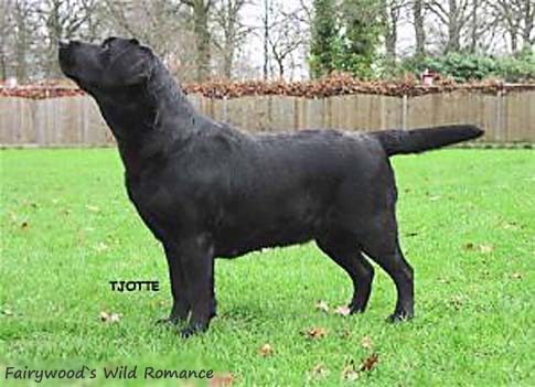 Лабрадор Fairywood's Wild Romance
